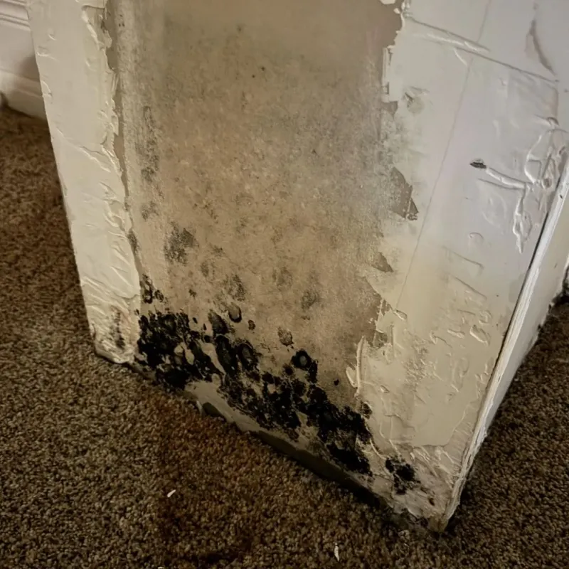 Professional Mold Removal in Kingston, TN